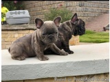 The image shows two small French Bulldog puppies sitting on a concrete ledge. The puppy on the left is sitting upright with i...