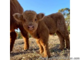 The image shows a small brown calf standing on a dry grassy field with a blue sky in the background. The calf is facing the c...