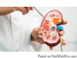 The image shows a person's hand holding a model of a human kidney. The model is made of plastic and is highly detailed, showi...