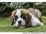 Champion Bloodline Saint bernard Puppies For Sale..8307797664