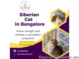 Siberian Kittens for Sale in Bangalore â€“ Catexotica ðŸ¾