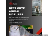 Best Cute Animal Pictures