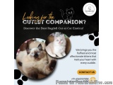 Best Ragdoll Cat in Bangalore | Buy Ragdoll Kittens in Bangalore