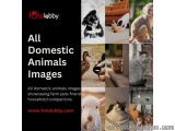 All Domestic Animals Images