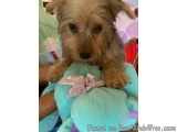 The image is a close-up of a small dog, possibly a Yorkshire Terrier, sitting on top of a blue stuffed animal. The dog is loo...