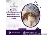 Siberian Cat in Bangalore