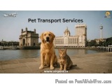 Bringing Pets To India From Bahrain