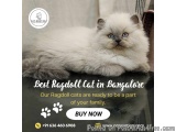 Best Ragdoll Cat in Bangalore