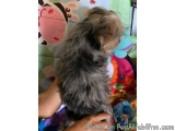 The image shows a small dog sitting on a person's lap. The dog appears to be a terrier or a similar breed. It has a long, sha...