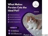 Persian Cat in Bangalore | Persian Kittens in Bangalore