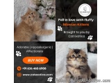 Siberian Kitten in Bangalore | Best Siberian Cat in Bangalore
