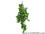 The image shows a long, slender plant with green leaves hanging from a string. The leaves are oval-shaped and have a glossy t...
