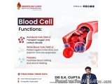 Red Blood Cells – Importance, Function, And Disorders By Dr. S K...