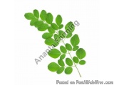 Moringa Leaves Exporter