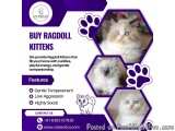 Buy Ragdoll Kittens in Bangalore | Ragdoll Cat in Bangalore
