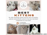Best Kittens in Bangalore