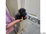 The image shows a person holding a small black dog in their hand. The dog appears to be a miniature poodle or a similar breed...