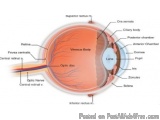 The image is a cross-section of the human eye, showing the structure of the retina and the surrounding structures. The image...
