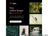 Free Stock Images
