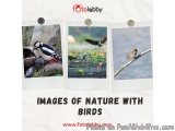 Images of Nature with Birds