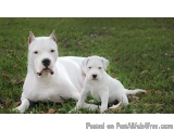 The image shows a large white dog and a small white puppy lying on a grassy field. The dog is lying on its side with its head...