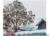 The image is a digital illustration of a tree with a house in the background. The tree is in the center of the image and is c...
