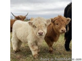 The image shows a group of three highland cattle standing in a field. The cow in the foreground is a light brown color with l...