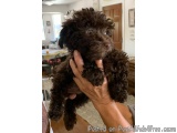 The image shows a person holding a small black dog in their hands. The dog appears to be a poodle or a similar breed, with cu...