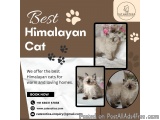 Best Himalayan Cat in Bangalore