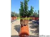 The image shows a small tree in a terracotta pot. The pot is made of clay and has a hole in the center, likely for the tree t...