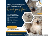 Himalayan Kittens in Bangalore | Himalayan Cat in Bangalore