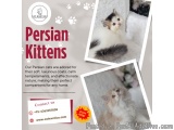 Best Himalayan Cat in Bangalore