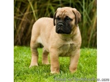 English Mastiff Pups For Sale..