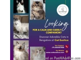 Cats in Bangalore | Kittens in Bangalore
