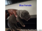 Beautiful Cane Corso Puppies Iccf Akc Registered