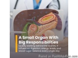 The image shows a medical illustration of a small organ with big responsibilities. The organ is shown in a side view, with th...