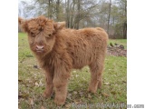 The image is of a small brown cow standing on a grassy field with trees in the background. The cow is facing the camera and a...