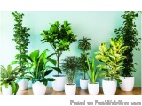 The image shows a group of nine potted plants arranged in a row on a wooden floor against a light blue wall. The plants are o...