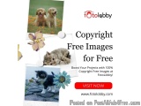 Copyright Free Images for Free
