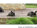 The image shows three small grey French Bulldog puppies lying on a wooden deck. The deck is surrounded by a stone wall and th...