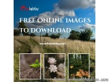 Free Online Images to Download
