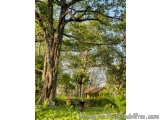 The image shows a beautiful garden with a large tree in the center. The tree has a thick trunk and is surrounded by lush gree...