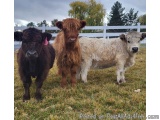 The image shows three cows standing in a grassy field with a white fence in the background. The cow on the left is a dark bro...