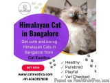 Himalayan Cat for Sale in Bangalore â€“ Catexotica ðŸ¾