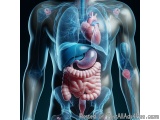 The image is a 3D illustration of a human body with a detailed view of the internal organs and structures. The background is...