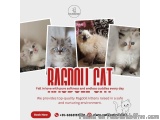 Ragdoll Cat in Bangalore | Ragdoll Cat Sale in Bangalore