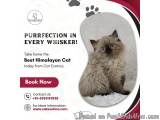Best Himalayan Cat in Bangalore | Buy Himalayan Kittens in Bangalore
