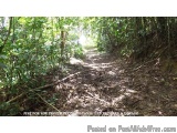 The image shows a dirt path winding through a dense forest. The path is covered in fallen leaves and twigs, and the ground is...