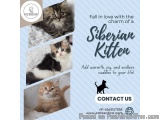 Siberian Kitten in Bangalore | Kittens in Bangalore