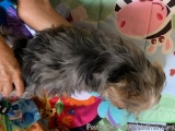 The image shows a small dog lying on a colorful blanket with a pink cow and a blue flower on it. The dog appears to be a York...